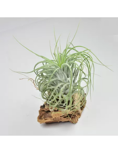 Tillandsia Delicata