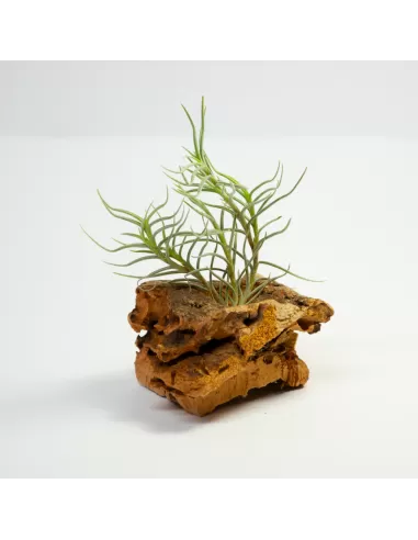 Tillandsia Dependens