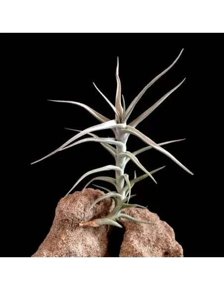 Tillandsia diaguitensis