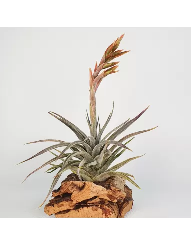 Tillandsia didisticha