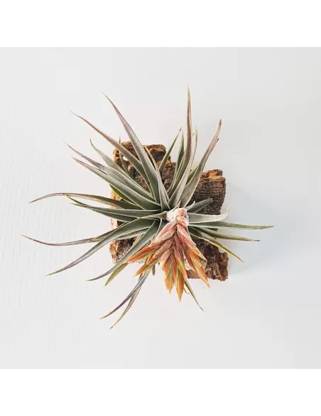 Tillandsia didisticha