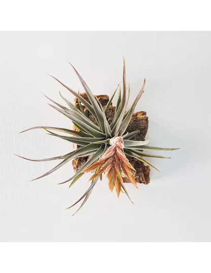 Tillandsia didisticha