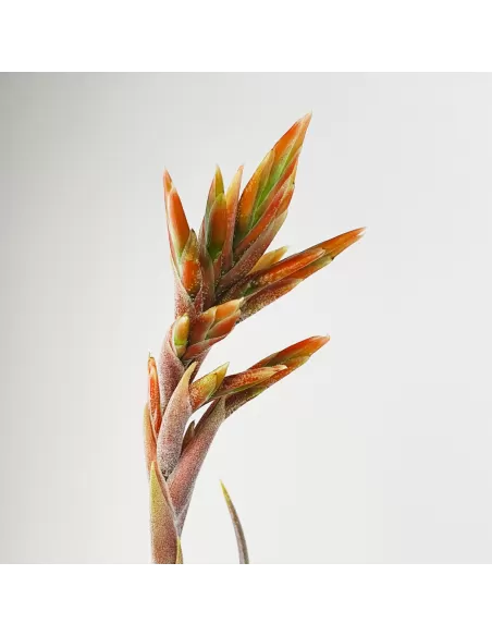 Tillandsia didisticha