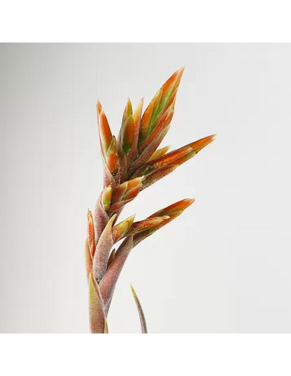 Tillandsia didisticha