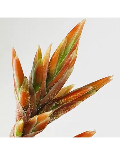 Tillandsia didisticha
