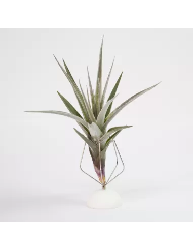 Tillandsia Dilemma