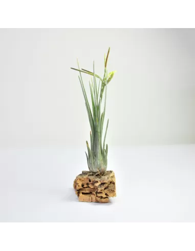 Tillandsia Disticha