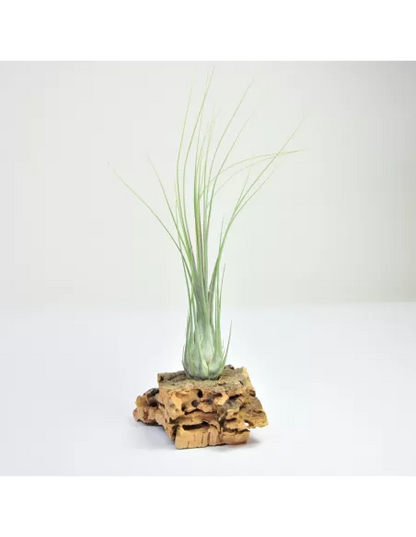 Tillandsia Disticha