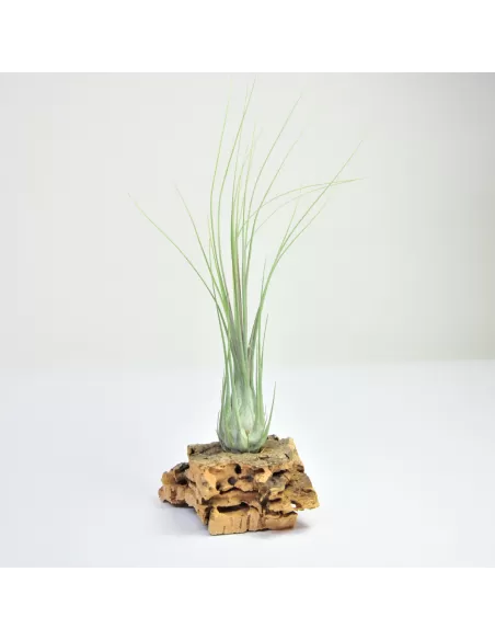 Tillandsia Disticha