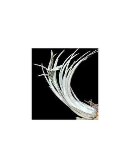 Tillandsia Disticha