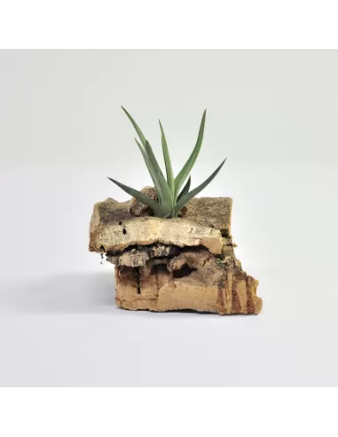 Tillandsia Dorotheae