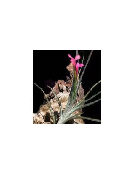 Tillandsia Dorotheae