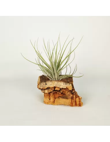 Tillandsia Doble Ruth