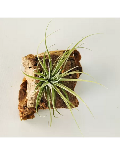 Tillandsia Doble Ruth
