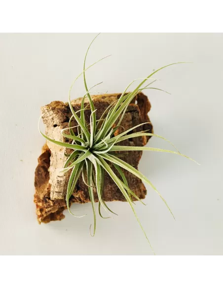 Tillandsia Doble Ruth