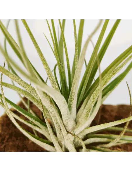 Tillandsia Doble Ruth