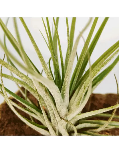 Tillandsia Doble Ruth