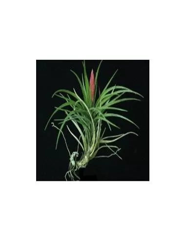 Tillandsia Dura
