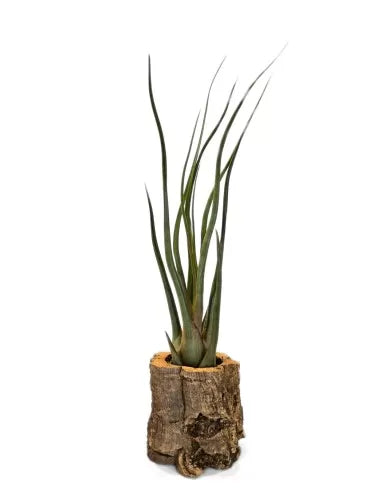 Tillandsia durrelliana