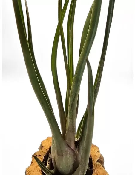 Tillandsia durrelliana