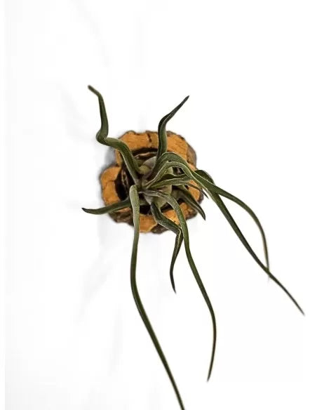 Tillandsia durrelliana