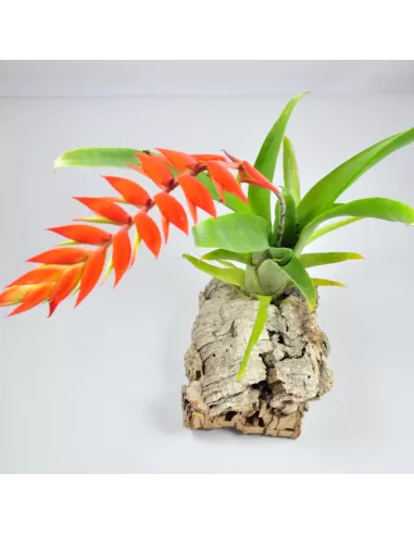 Tillandsia dyeriana