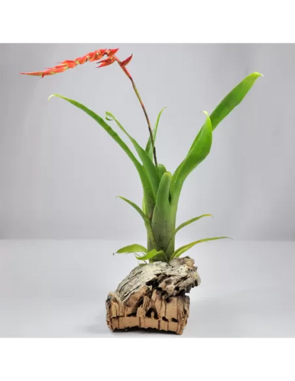 Tillandsia Dyeriana