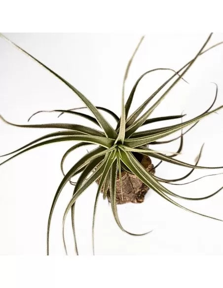 Tillandsia Ed Doherty (Aeranthos x Leonamiana)