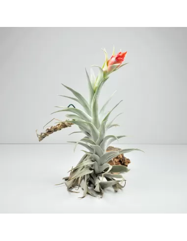 Tillandsia Edithae Giant