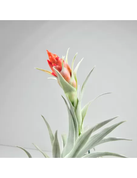 Tillandsia Edithae Giant