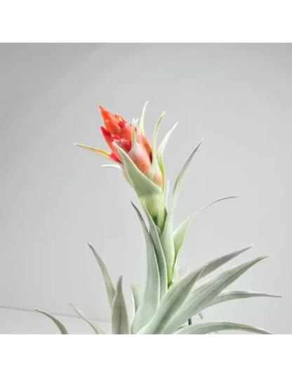 Tillandsia Edithae Giant