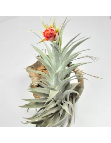 Tillandsia Edithae Giant
