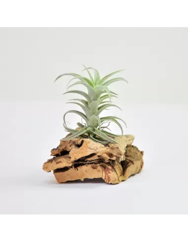 Tillandsia Edithae