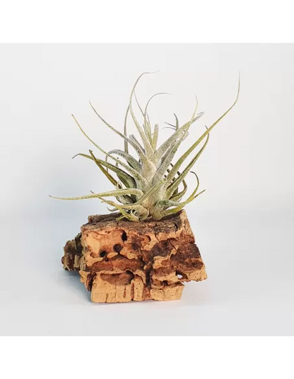 Tillandsia ehlersiana