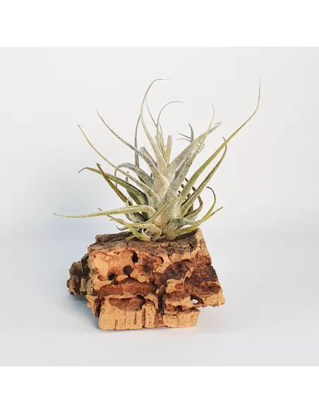 Tillandsia Ehlersiana