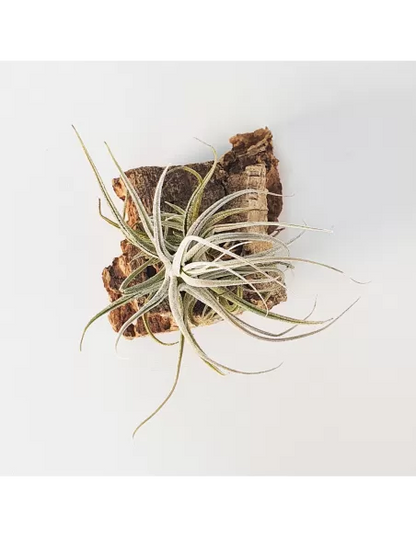 Tillandsia ehlersiana