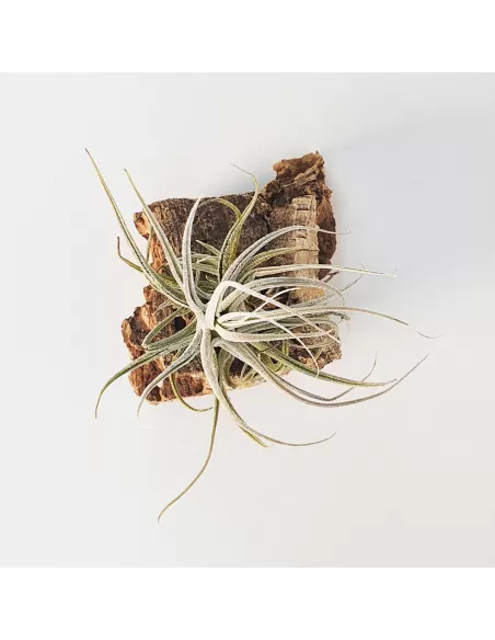 Tillandsia Ehlersiana