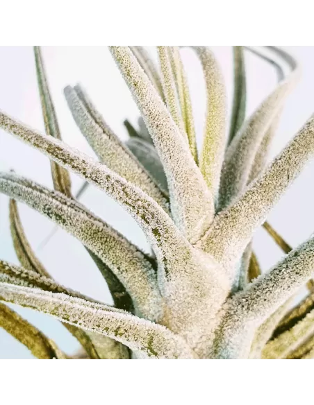 Tillandsia ehlersiana
