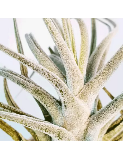 Tillandsia ehlersiana