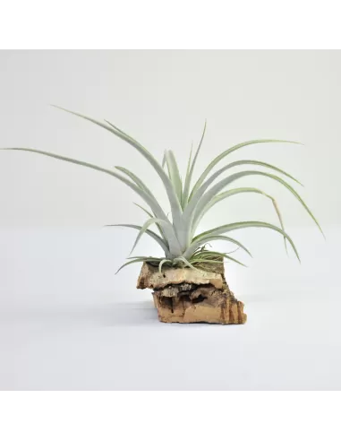 Tillandsia Elizabethae