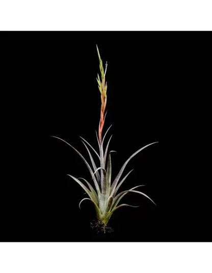 Tillandsia Elizabethae