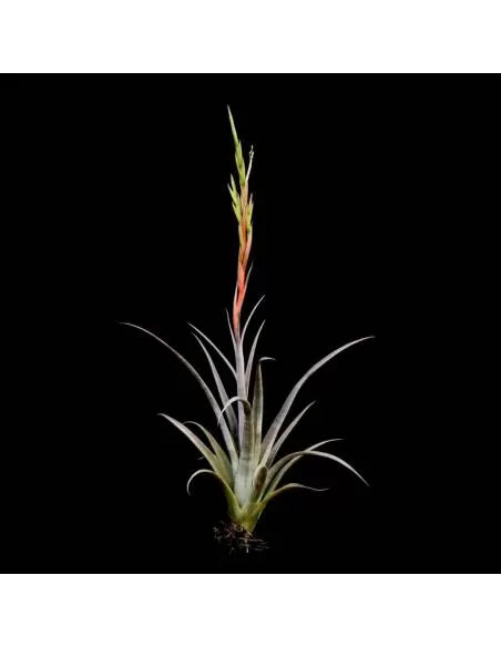 Tillandsia Elizabethae