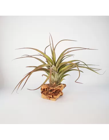 Tillandsia Eric Knobloch