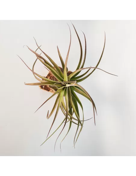 Tillandsia Eric Knobloch