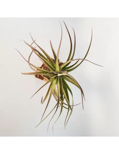 Tillandsia Eric Knobloch