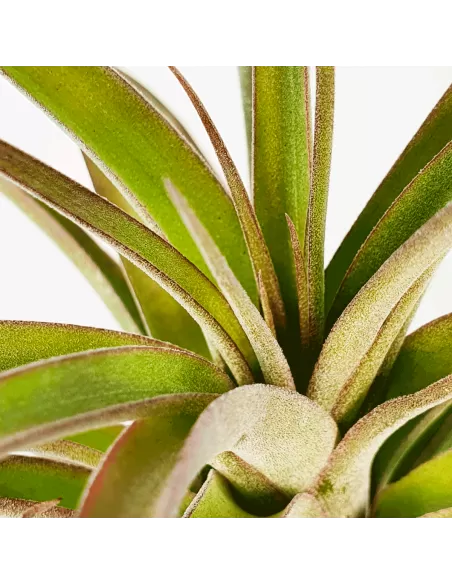 Tillandsia Eric Knobloch