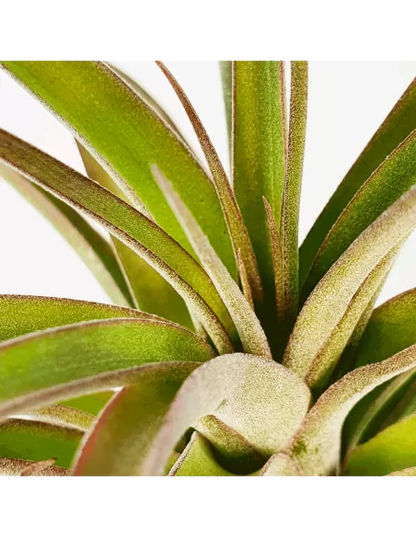 Tillandsia Eric Knobloch