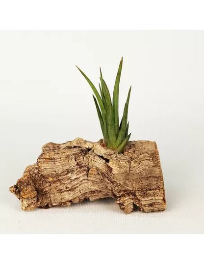 Tillandsia Ericii