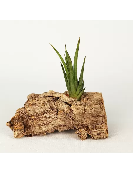 Tillandsia Ericii