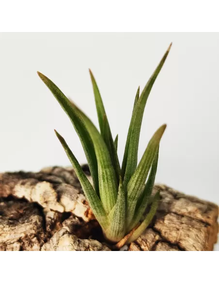 Tillandsia Ericii